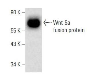 Wnt-5a Antibody (A-5) - Western Blotting - Image 139170