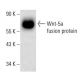 Wnt-5a Antibody (A-5) - Western Blotting - Image 139170