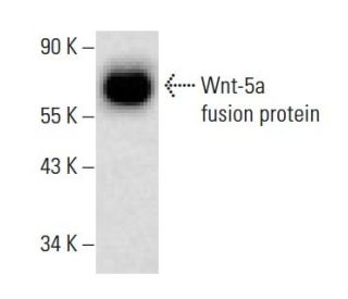 western blotting image from recommended Wnt-5a (A-5) monoclonal antibody replacement. Image 139170
