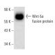 western blotting image from recommended Wnt-5a (A-5) monoclonal antibody replacement. Image 139170