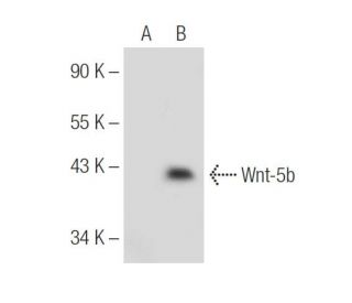 Wnt-5b Antibody (G-4) - Western Blotting - Image 154672