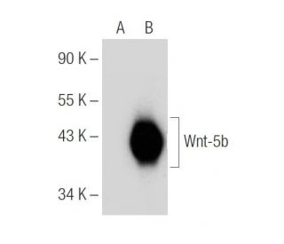 Wnt-5b Antibody (G-4) - Western Blotting - Image 154670