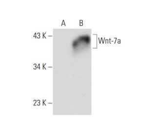 Wnt-7a Antibody (E-9) - Western Blotting - Image 147520