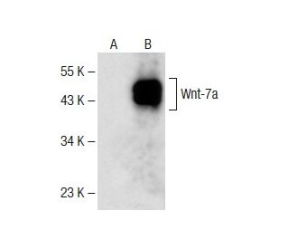 western blotting image from recommended Wnt-7a/b (H-8) monoclonal antibody replacement. Image 141574