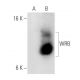 WRB Antibody (12-K) - Western Blotting - Image 20866