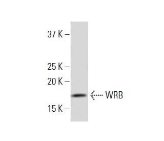 WRB Antibody (12-K) - Western Blotting - Image 34092 