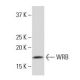 WRB Antibody (12-K) - Western Blotting - Image 34092 