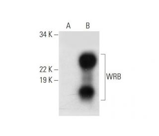 WRB Antibody (G-1) - Western Blotting - Image 296964