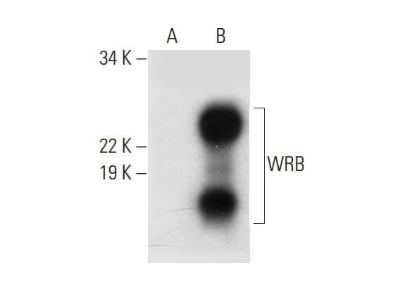 Wrb 1 WRB Antibody (G-1) | SCBT - Santa Cruz Biotechnology