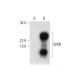 WRB Antibody (G-1) - Western Blotting - Image 296964