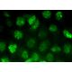 WRN Antibody (D-6) - Immunofluorescence - Image 371814