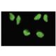 WRN Antibody (F-33) - Immunofluorescence - Image 35800