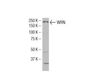 WRN Antibody (F-33) - Western Blotting - Image 34472 