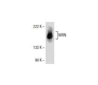 western blotting image from recommended WRN (D-6) monoclonal antibody replacement. Image 154520