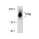 western blotting image from recommended WRN (D-6) monoclonal antibody replacement. Image 154520