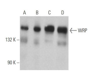 WRP Antibody (E-11) - Western Blotting - Image 370030 