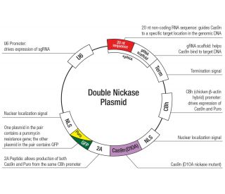 The Double Nickase Plasmid features a U6 promoter for sgRNA expression, a 20 nt targeting sequence, and a gRNA scaffold to guide Cas9n. It includes a CBh promoter for Cas9n (D10A) and puromycin resistance, GFP for transfection verification, and nuclear localization signals (NLS). The 2A peptide allows co-expression of Cas9n and Puro from a single promoter, enabling precise genome editing with reduced off-target effects.