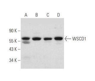 WSCD1 Antibody (H-5) - Western Blotting - Image 344465