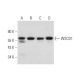 WSCD1 Antibody (H-5) - Western Blotting - Image 344465