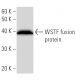 WSTF Antibody (BAZ1H4H9) - Western Blotting - Image 16837