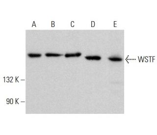 WSTF Antibody (G-5) - Western Blotting - Image 383225 