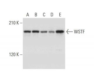 WSTF Antibody (G-5) - Western Blotting - Image 318395