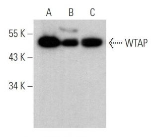 WTAP Antibody (D-7) - Western Blotting - Image 374952 