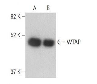 WTAP Antibody (D-7) - Western Blotting - Image 399505