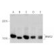WWC2 Antibody (H-1) - Western Blotting - Image 372262