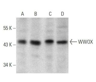 WWOX Antibody (A-5) - Western Blotting - Image 358663The Double Nickase Plasmid features a U6 promoter for sgRNA expression, a 20 nt targeting sequence, and a gRNA scaffold to guide Cas9n. It includes a CBh promoter for Cas9n (D10A) and puromycin resistance, GFP for transfection verification, and nuclear localization signals (NLS). The 2A peptide allows co-expression of Cas9n and Puro from a single promoter, enabling precise genome editing with reduced off-target effects.
