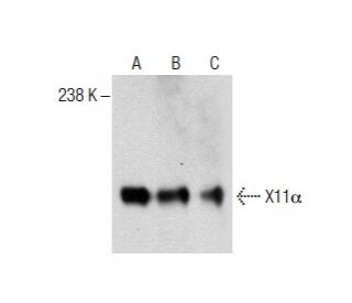 X11&alpha; Antibody (A-12) - Western Blotting - Image 287184 