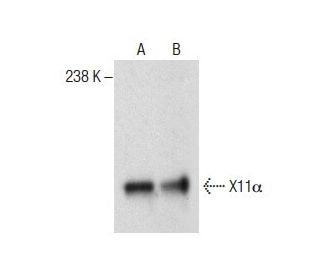 X11&alpha; Antibody (B-12) - Western Blotting - Image 287186 