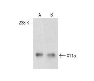 X11&alpha; Antibody (C-2) - Western Blotting - Image 287185 