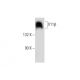 X11β Antibody (C-12) - Western Blotting - Image 135427