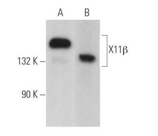 X11&beta; Antibody (C-12) - Western Blotting - Image 369342 