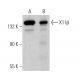 X11β Antibody (C-7) - Western Blotting - Image 369398 