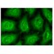 X11β Antibody (E-4) - Immunofluorescence - Image 156292 