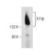 X11β Antibody (E-4) - Western Blotting - Image 155819