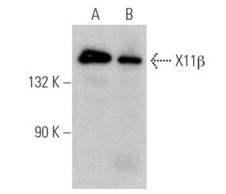 X11&beta; Antibody (E-4) - Western Blotting - Image 369397 