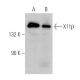 X11β Antibody (E-4) - Western Blotting - Image 369397 