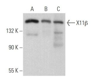 X11&beta; Antibody (H-6) - Western Blotting - Image 369395 