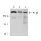 X11β Antibody (H-6) - Western Blotting - Image 369395 