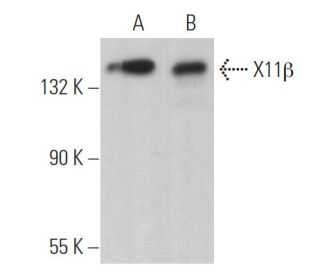 X11Î2 Antibody (H-7): sc-376499