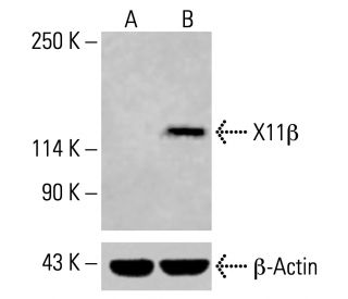 X11&beta; Antibody (H-7) - Western Blotting - Image 414786 