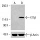 X11β Antibody (H-7) - Western Blotting - Image 414786 