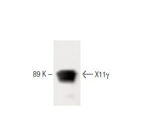 X11&gamma; Antibody (32) - Western Blotting - Image 60494 