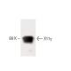 X11γ Antibody (32) - Western Blotting - Image 60494 