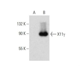 X11&gamma; Antibody (A-2) - Western Blotting - Image 134510 