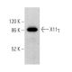X11γ Antibody (A-2) - Western Blotting - Image 369440