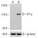 X11γ Antibody (A-2) - Western Blotting - Image 413997 